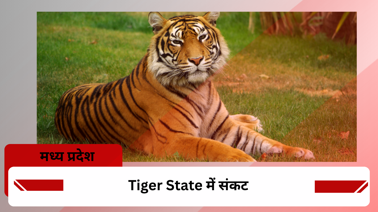 Tiger State